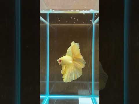 lemon yellow Betta #bettafishlove #ytshorts