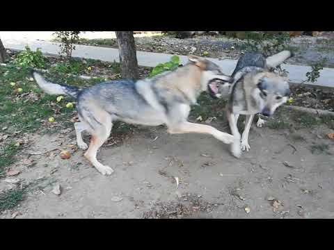 Czechoslovakian Wolfdogs "Apolónia Ozvena hôr" vs "Vanya Lupi del Montale" (Round 2)