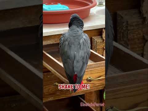 I wanna go see Jeff and do some dancin'! #africangreyparrot #takingparrot #shorts