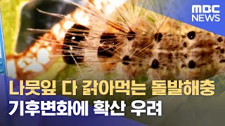 나뭇잎 다 갉아먹어‥ 기후변화에 돌발해충 확산 우려 (2023.08.23/뉴스데스크/광주MBC)