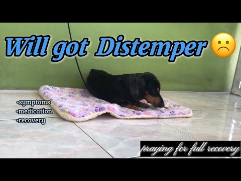 My Dog Has Distemper | Medications Prescribed By Vet