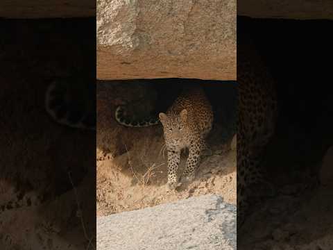 Leopard in motion - Wild India 🇮🇳