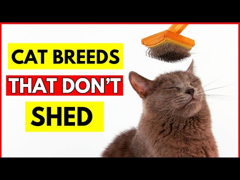 10 Cat Breeds That Don't Shed or Smell (#3 Will Surprise You)