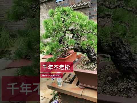 家有一松，世代不空 #温暖好运年 #宝藏乡村 #生活 #bonsaitree #tree #bonsailovers #bonsaigarden