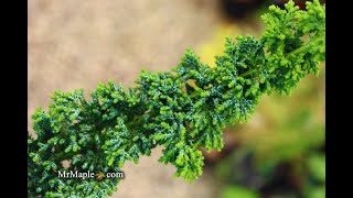 Chamaecyparis obtusa 'Chirimen' Dwarf Hinoki Cypress