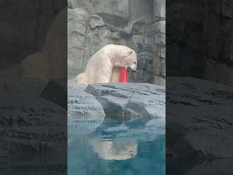 冬の豪太は美しすぎる #男鹿水族館GAO #男鹿水族館 #ホッキョクグマ