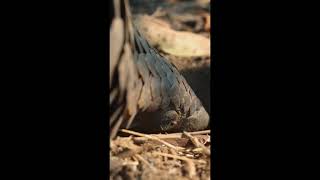 Indian pangolin.         #Wildlifevideo,  #Nature, #Wildlife Scenery, #WildAnimals#Amazing Wildlife