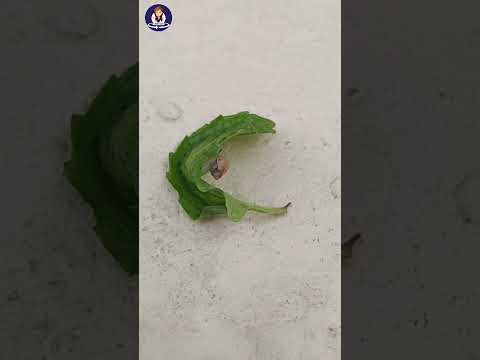 Tiny snail inside Mint leaves #shorts #ytshorts #tinysnail #snail