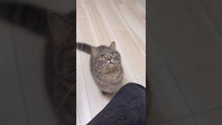 猫の鳴き声集が究極の癒しすぎた...#shorts #猫 #子猫