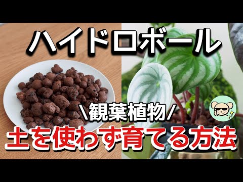 土を使わずに観葉植物を育てる！ハイドロボールの使い方【鉢、肥料】