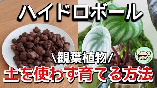 土を使わずに観葉植物を育てる！ハイドロボールの使い方【鉢、肥料】