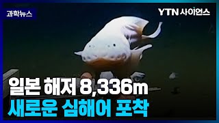 [과학뉴스] 日 해저 8,336m .. 꼼치류 심해어 포착 / 23.04.04