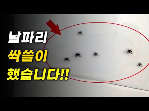 집안의 나방파리를 이 방법으로 한방에 싹쓸이 퇴치 성공했습니다