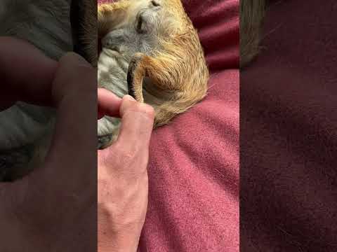 Rescuing a Meerkat! 🤩