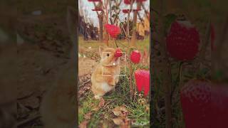 beautiful cat #eeddingseason #season #video #badshah #music #arabic #love #shortvideo #dance #топ