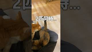 豊田市の猫カフェ～あぐらに2匹～ #サビ猫 #cat #豊田市 #猫カフェ #保護猫 #仲良し