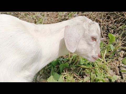 cute 🥰 Goat ||