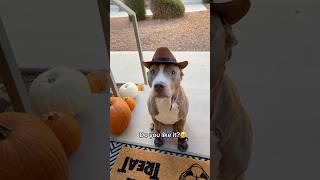 Do you like it?🥺🤠 #cowboy #dogs #short #cute #animals #pitbull #aww