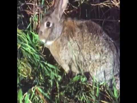 Bunneh (Blood and Steel 1990)