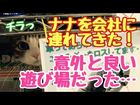 招き猫　なってくれればいいんですが