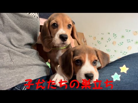 [ビーグル]2人暮らしになったパピーたち(巣立ち)(ルビー)