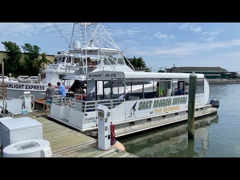 The Skimmer - A Salt Marsh Safari