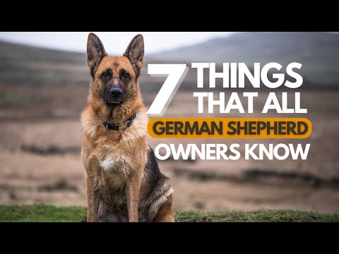 German Shepherd: 7 Things All Owners Know