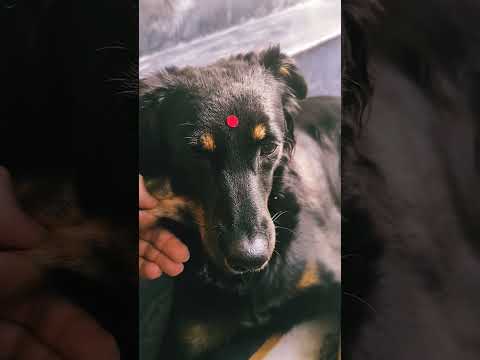 Mili ko Aaj pehnaayi bindi Gaya gaana 🤣🤣🤣 #bollywood #20s #monali #hi #dog #shortsviral #subscribe