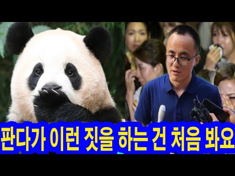 선수핑기지 20명의 사육사들에 대한 푸바오의 태도가 화제다?! 쉬샹 사육사는 “판다가 이런 짓을 하는 건 처음 봐요”…푸바오의 행동 때문에 사육사들 사직서 제출! 그녀는 뭘 했나?