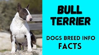 Bull Terrier dog breed. All breed characteristics and facts about Bull Terrier dogs