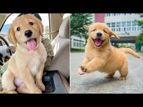 Funniest & Cutest Golden Retriever Puppies - 30 Minutes of Funny Puppy Videos 2022 #9