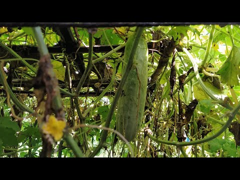 Cucumber Cultivation from 0 to Harvest (40 Days) #ideas #garden #greenskeeper