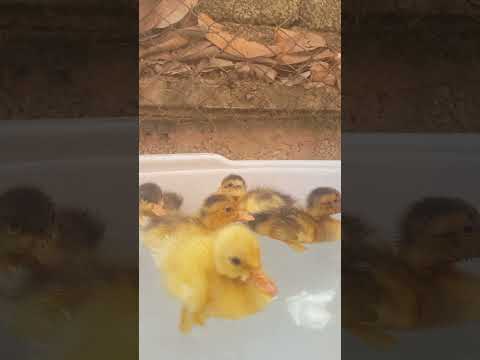 Baby ducks swimming #birds#ducklings#ducks#shorts