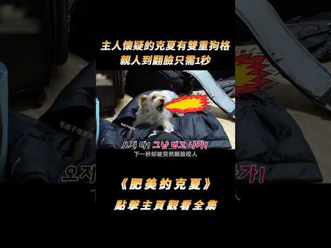 主人懷疑約克夏有“雙重狗格”，從親人到翻臉只需1秒，訓犬師卻替小狗伸冤#shorts