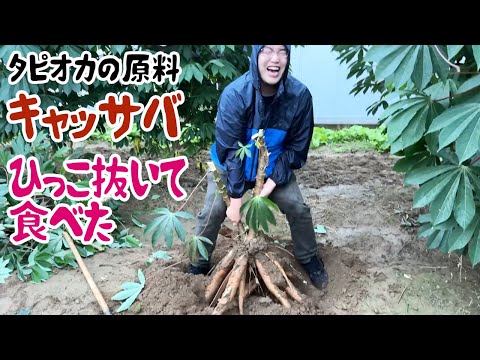 タピオカの原料、キャッサバをひっこ抜いて食べた