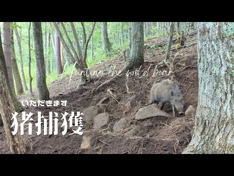 猪捕獲、そしていただきます