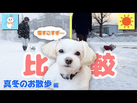 【衝撃】真冬のお散歩がヤバすぎる❄️天気が良い日と比較してみた結果…【＃085】A small white dog in the snow