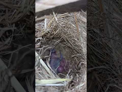 Pastel Blue Love Birds Breeding | Watch Baby Chicks Grow - Week 3