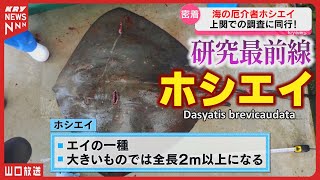 【ホシエイ】全長2m越え！漁業被害を防げるか？研究最前線 生態解明へ・調査レポート／山口県上関町