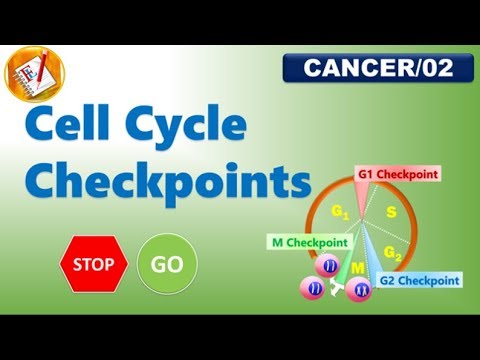 Cell Cycle Checkpoints (FL-Cancer/02)