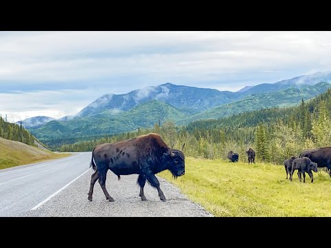 Which one have you seen? #Roadtrip #Canada #Alaska #Wildlife #Wildanimals #BC