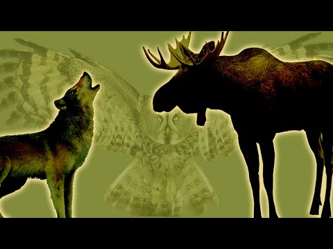 Animals of the Boreal Forest Biome 🌲 Wolf, Lynx, Moose, Hare, Owl...