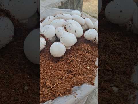 Button mushroom grow in Room or field watch video mushroom farming #shorts#ytshorts #mushroom