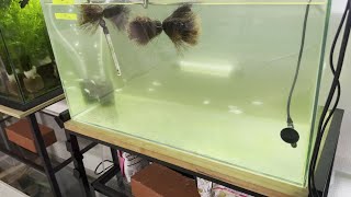 【年中】メダカの水槽飼育を解説します【産卵する】