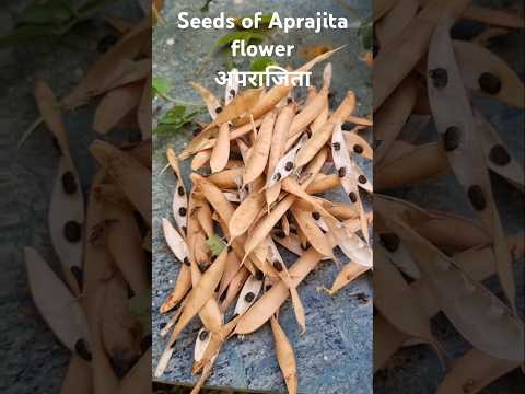 Harvesting seeds of Aprajita bluebell vine (S-100) #shorts #ytshorts #plants #garden #seeds #nature