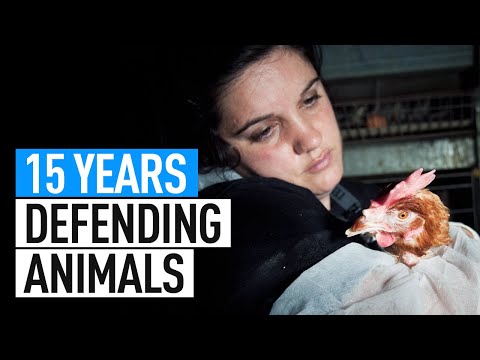 Celebrating 15 Years of Activism for Animals | Animal Equality