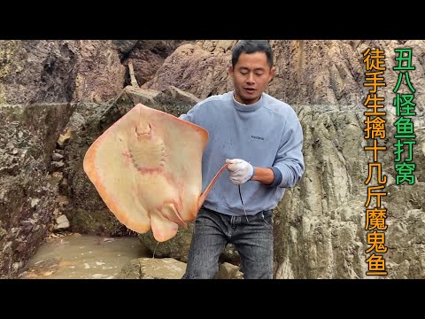 【阿向趕海】醜八怪魚打窩，徒手生擒十幾斤魔鬼魚，採了最鮮嫩的海帶苗犒勞姐姐