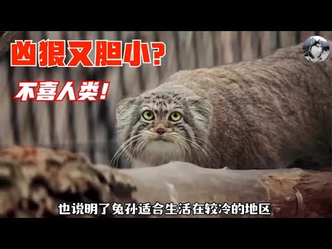 兔狲像猫还有“啤酒肚”，天敌却是老鹰，吃顿饱饭可不容易