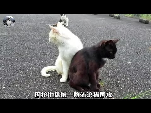 猫夫妻被“社会猫”围攻，只好急着带娃搬家，结果丢了个孩子