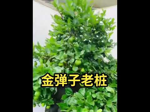 #金弹子 老桩，有喜欢双击评论加关注 #bonsaitree #tree #bonsailovers #bonsaigarden